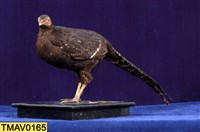 藏品(黑長尾雉)的圖片